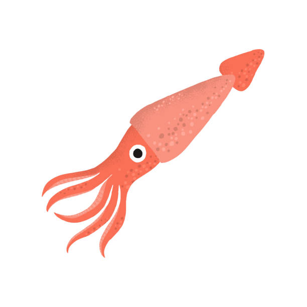 Clipart Squid - KibrisPDR