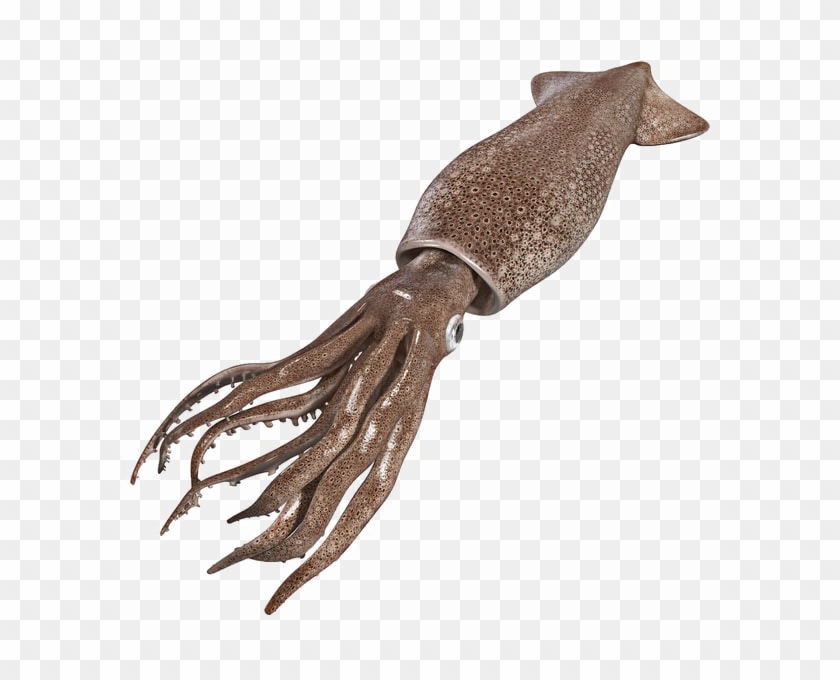 Detail Clipart Squid Nomer 33