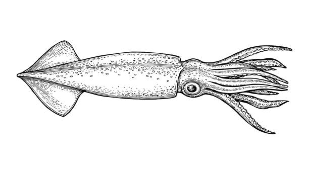 Detail Clipart Squid Nomer 37