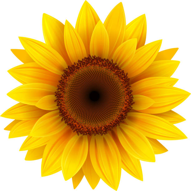 Clipart Sunflower - KibrisPDR