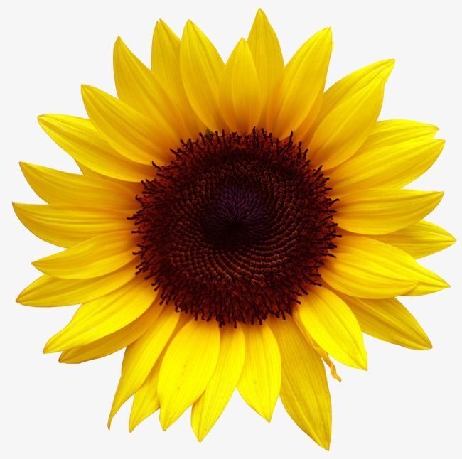 Detail Clipart Sunflower Nomer 39