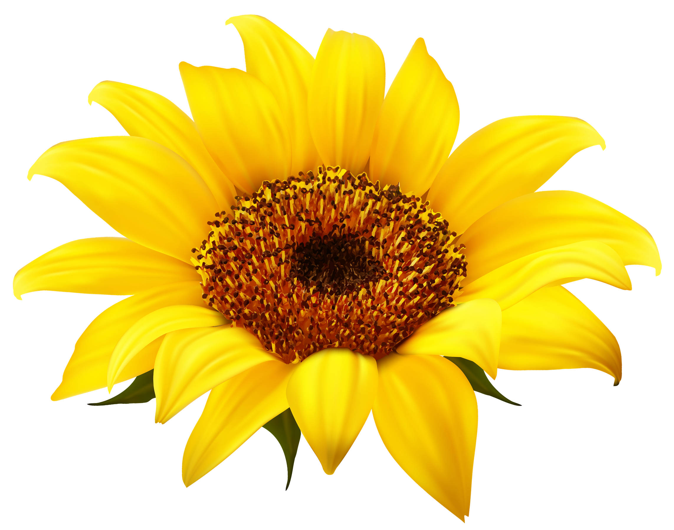 Detail Clipart Sunflower Nomer 40