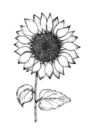 Clipart Sunflower Black And White - KibrisPDR