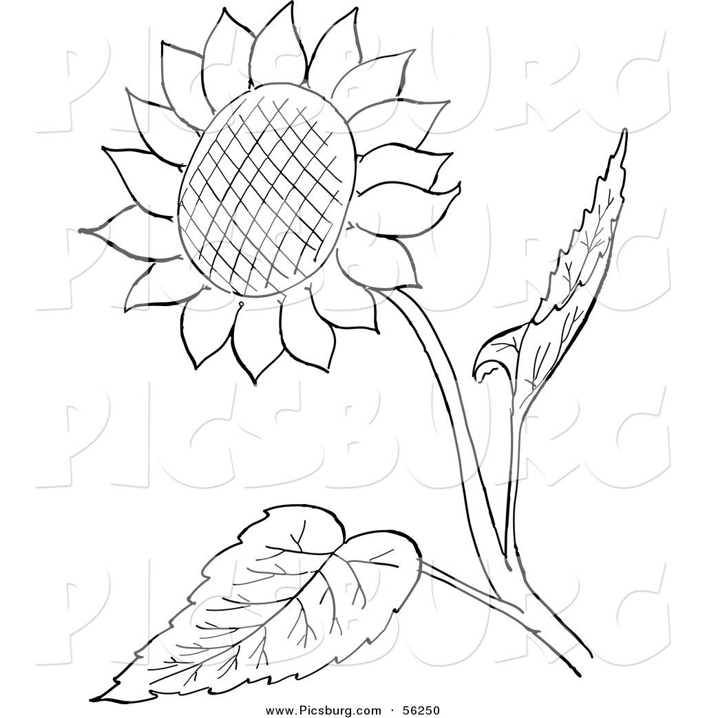 Detail Clipart Sunflower Black And White Nomer 13