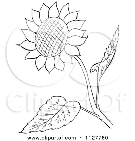 Detail Clipart Sunflower Black And White Nomer 23