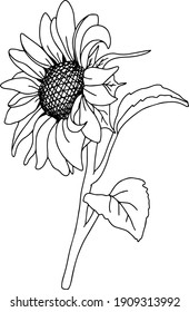 Detail Clipart Sunflower Black And White Nomer 25