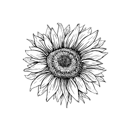 Detail Clipart Sunflower Black And White Nomer 30