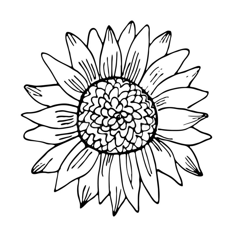 Detail Clipart Sunflower Black And White Nomer 35