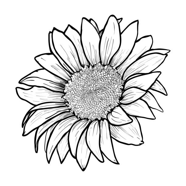 Detail Clipart Sunflower Black And White Nomer 38