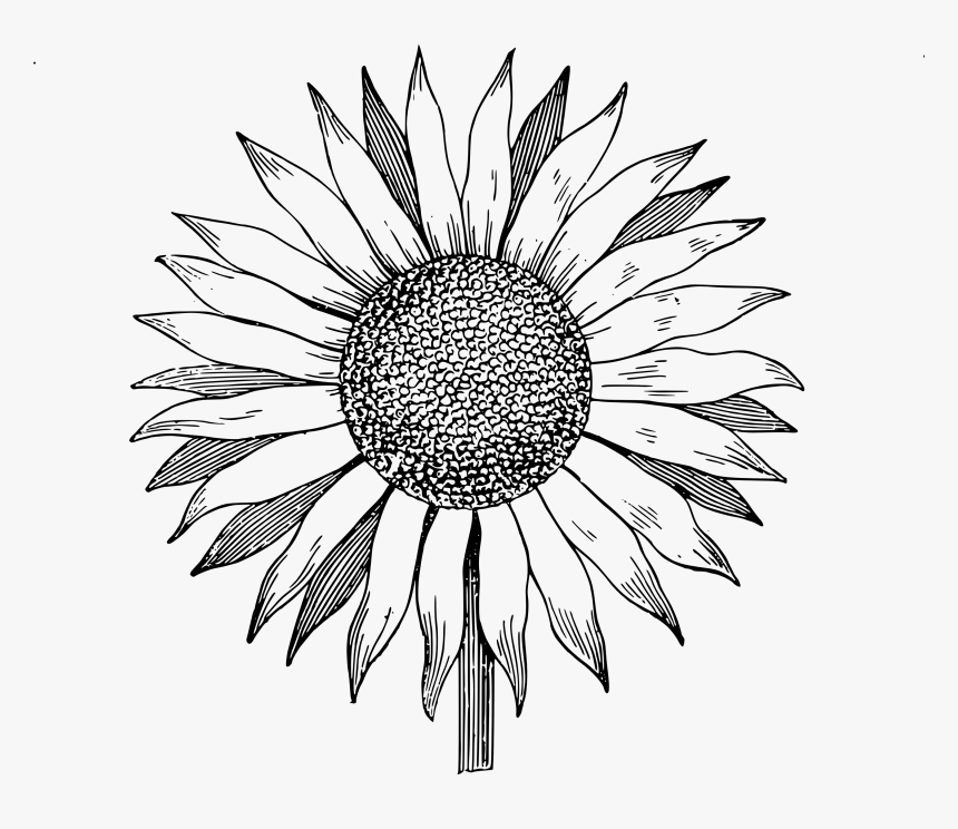 Detail Clipart Sunflower Black And White Nomer 8