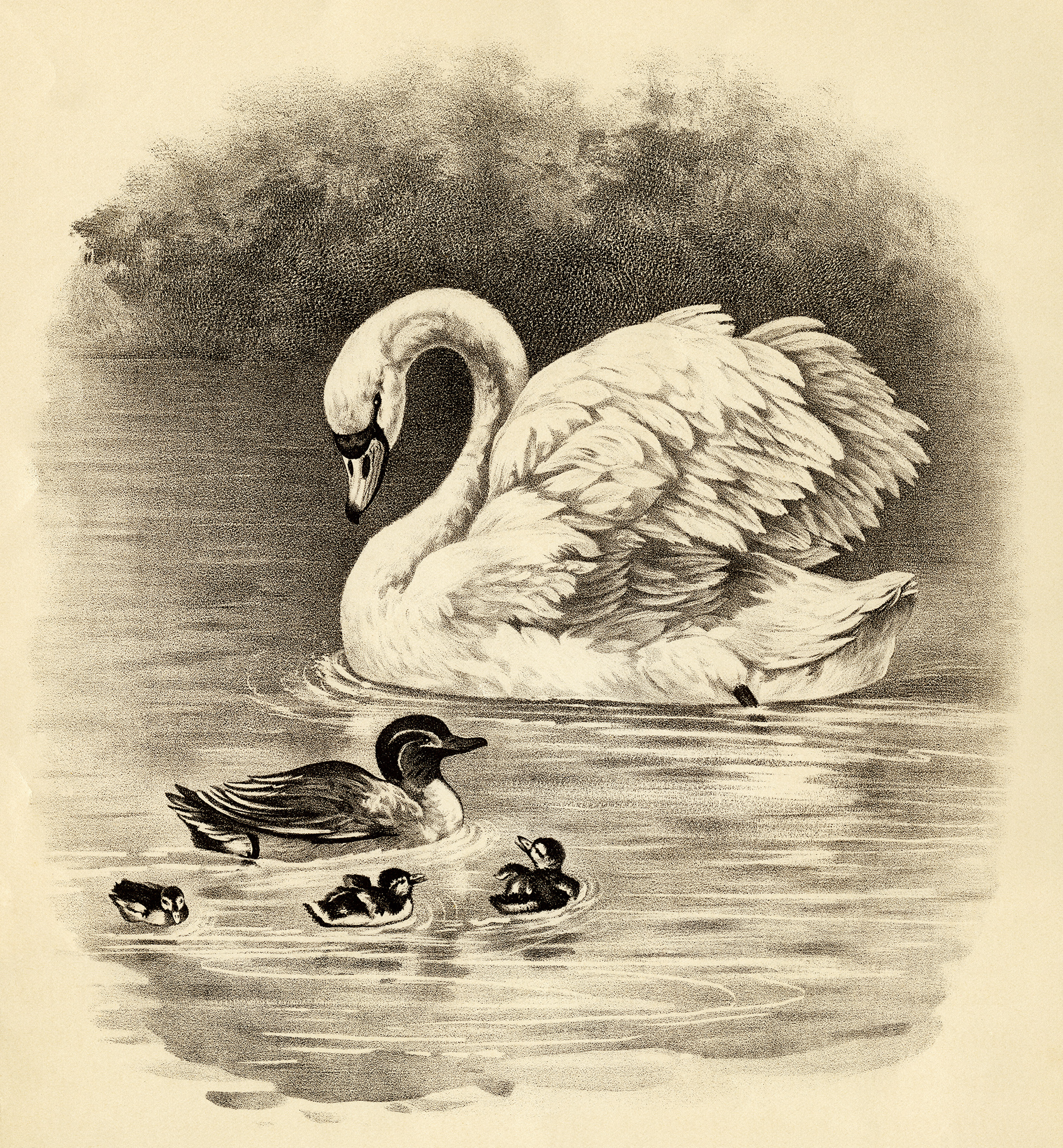 Detail Clipart Swan Nomer 41