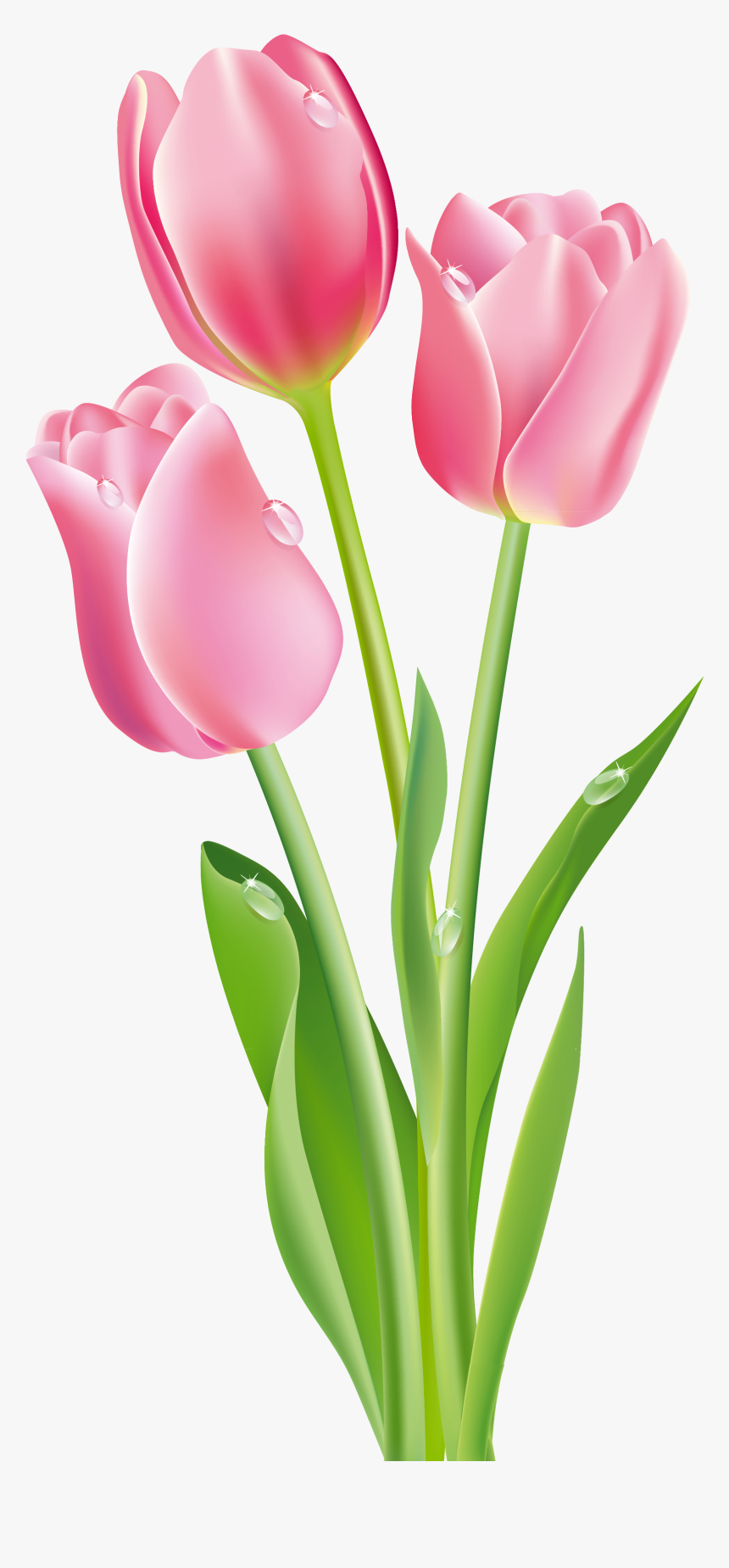 Detail Clipart Tulip Nomer 19