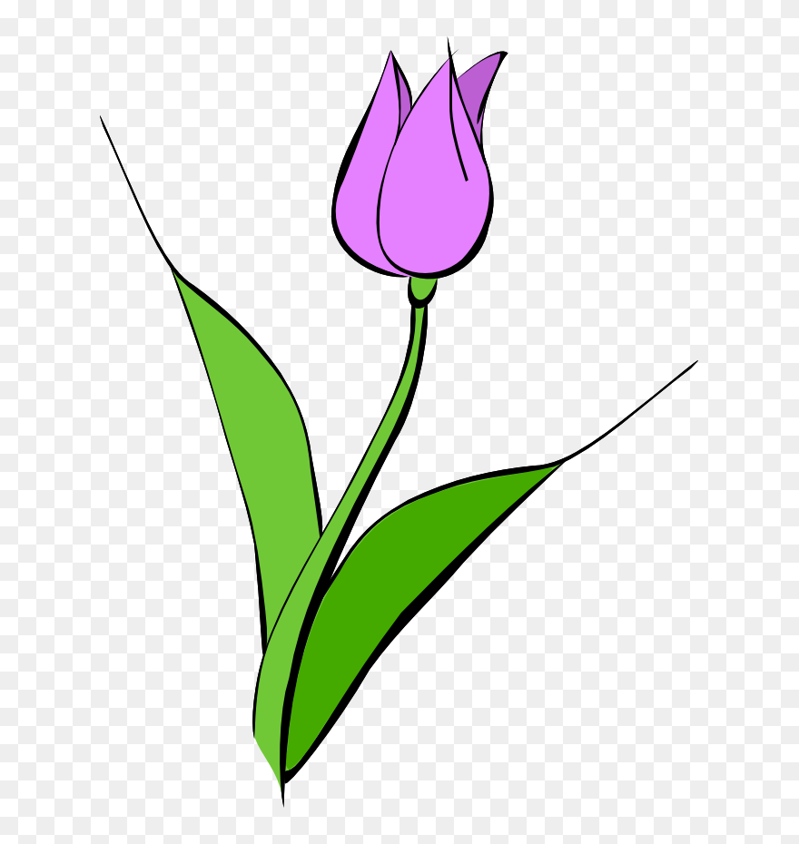 Detail Clipart Tulip Nomer 27