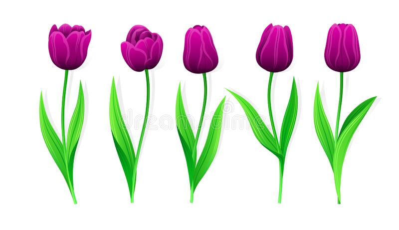 Detail Clipart Tulip Nomer 35