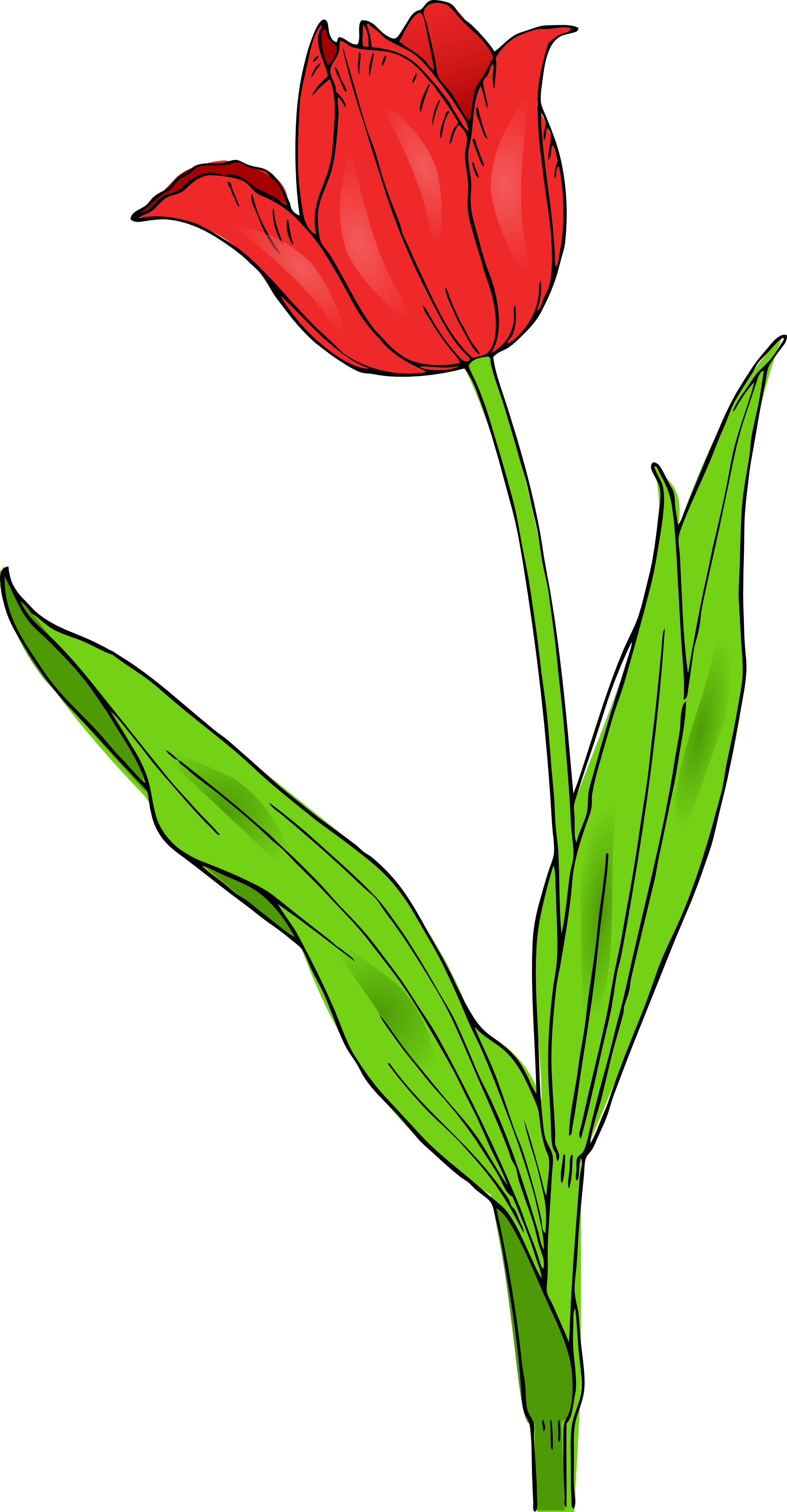 Detail Clipart Tulip Nomer 49