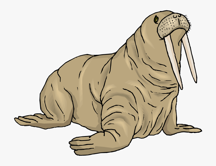 Detail Clipart Walrus Nomer 11