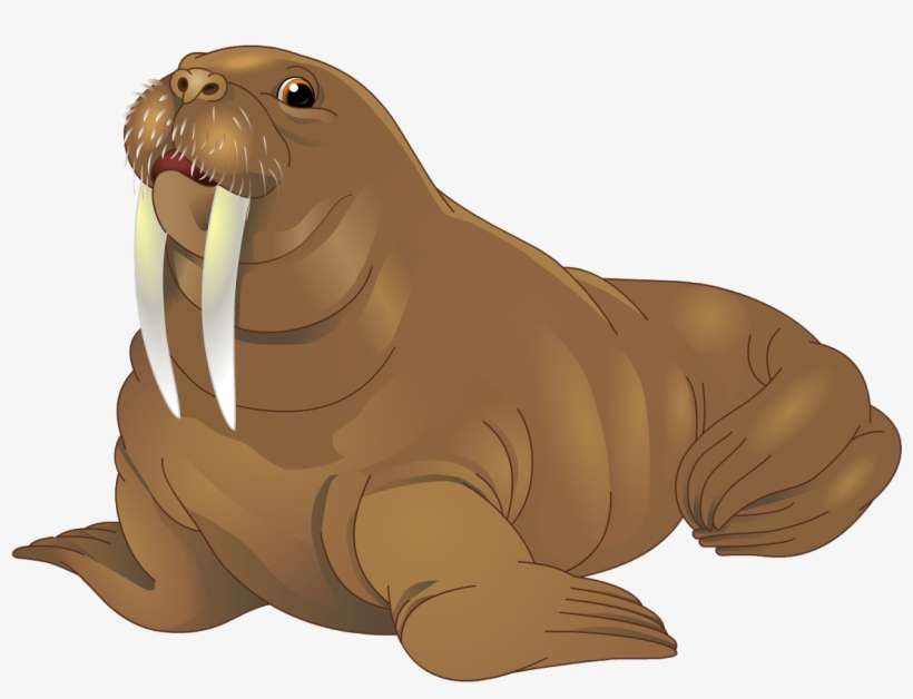 Detail Clipart Walrus Nomer 16