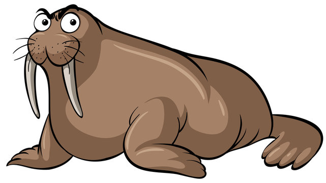 Detail Clipart Walrus Nomer 51