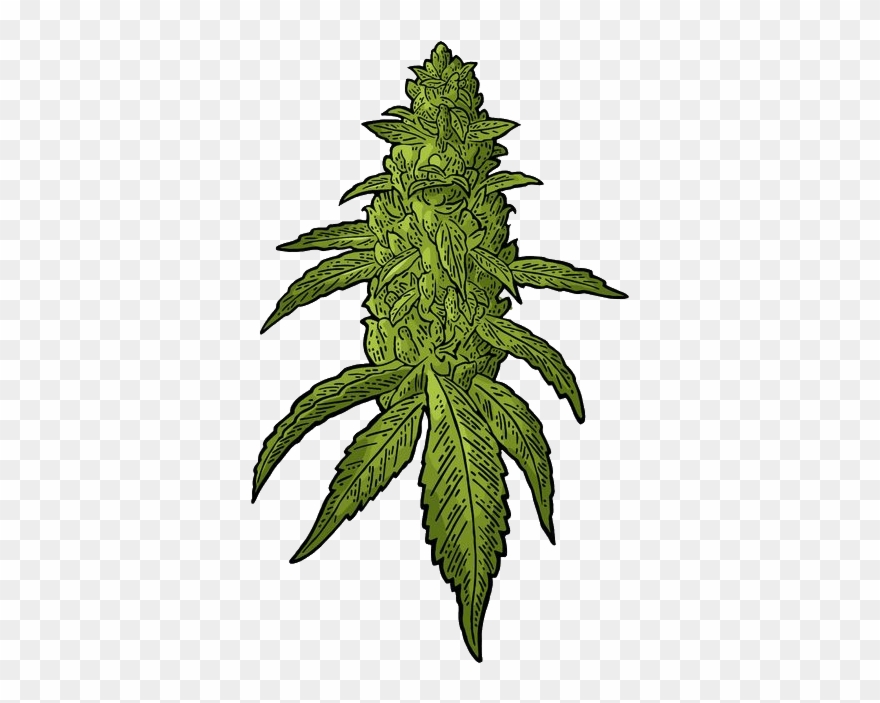 Detail Clipart Weed Nomer 47