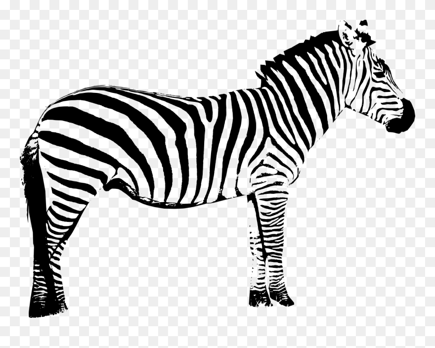 Detail Clipart Zebra Nomer 55