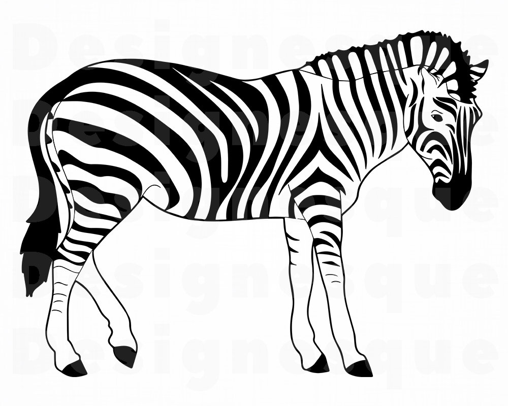 Detail Clipart Zebra Nomer 8