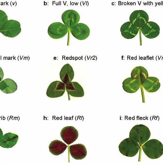 Detail Clover Image Nomer 12