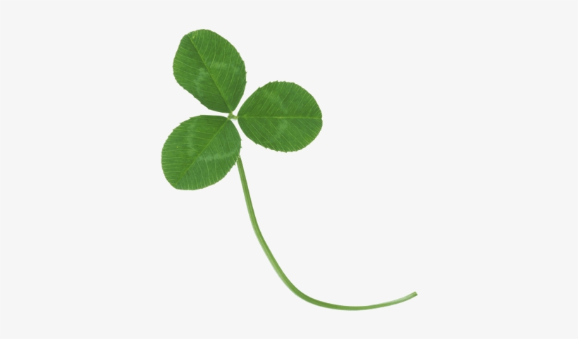 Detail Clover Transparent Nomer 45