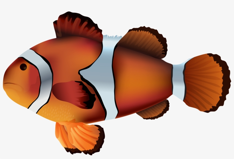 Detail Clown Fish Clipart Nomer 26