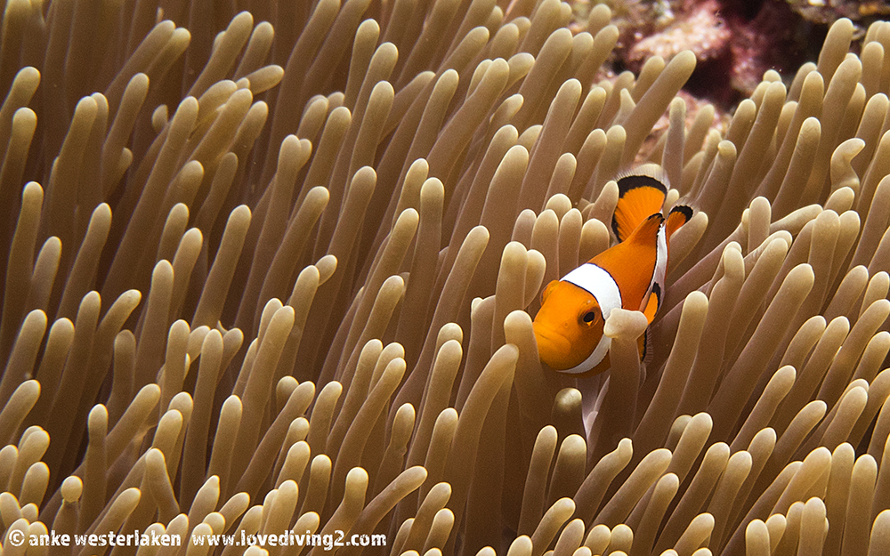 Clown Fish Indonesia - KibrisPDR