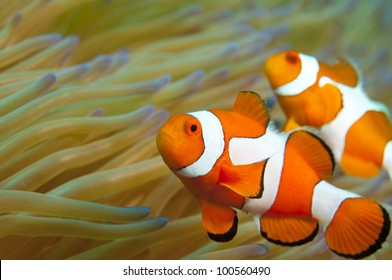 Detail Clown Fish Indonesia Nomer 10