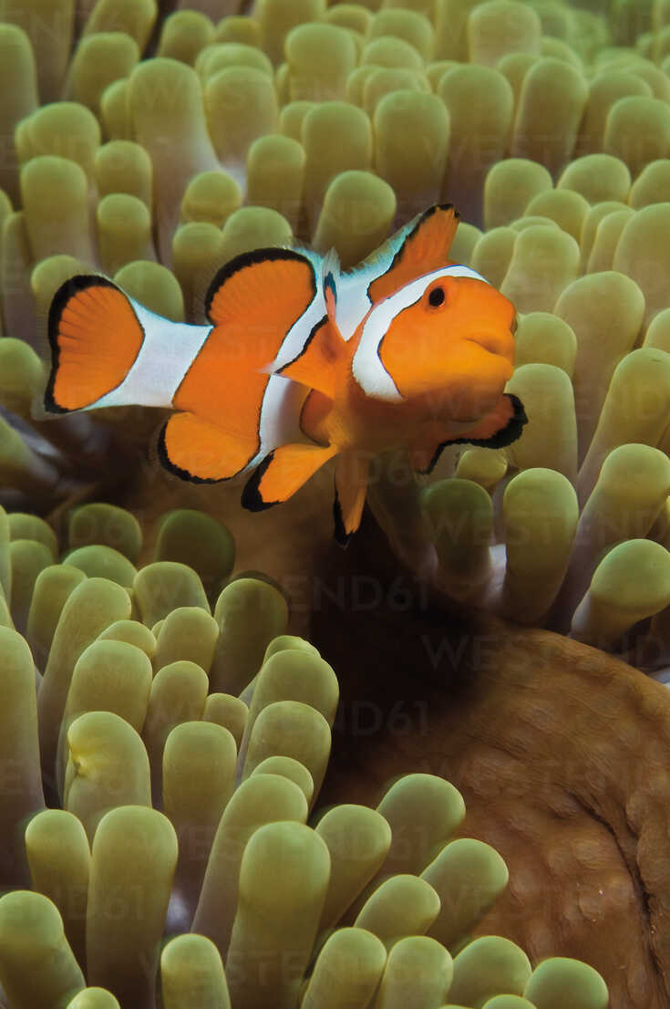 Detail Clown Fish Indonesia Nomer 15