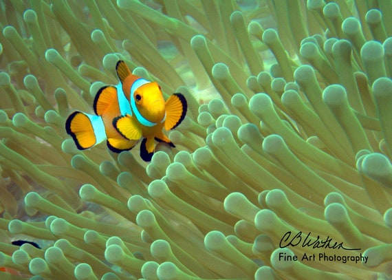 Detail Clown Fish Indonesia Nomer 16