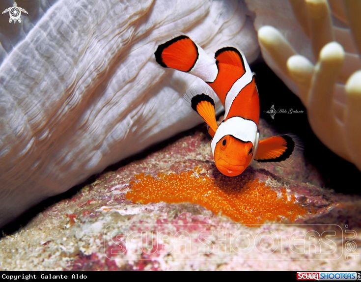 Detail Clown Fish Indonesia Nomer 21