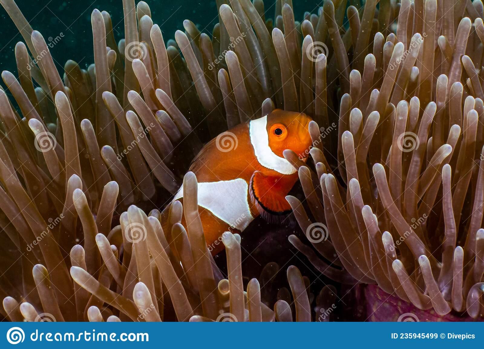 Detail Clown Fish Indonesia Nomer 23