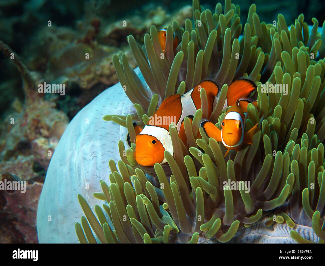 Detail Clown Fish Indonesia Nomer 24