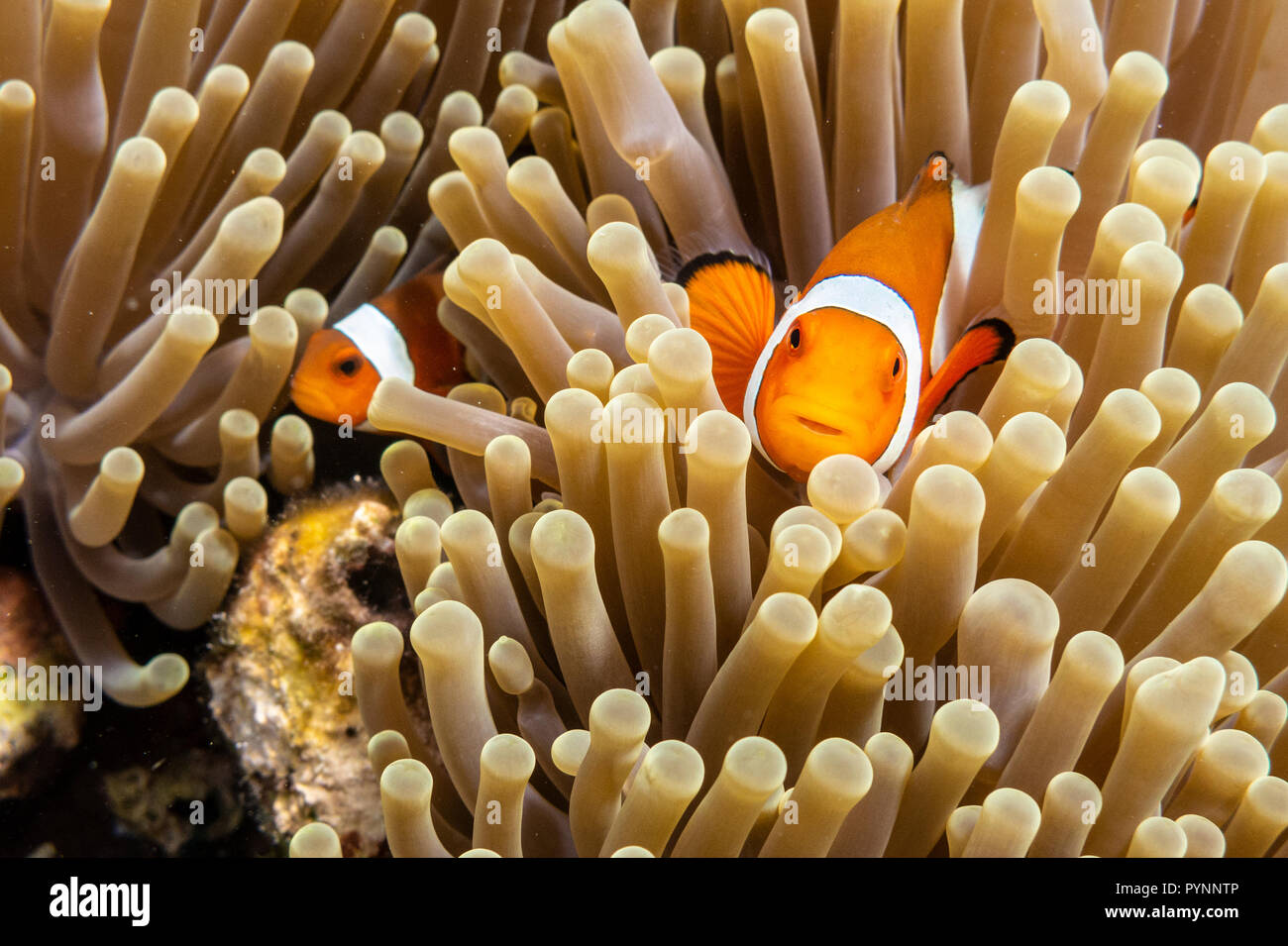 Detail Clown Fish Indonesia Nomer 27