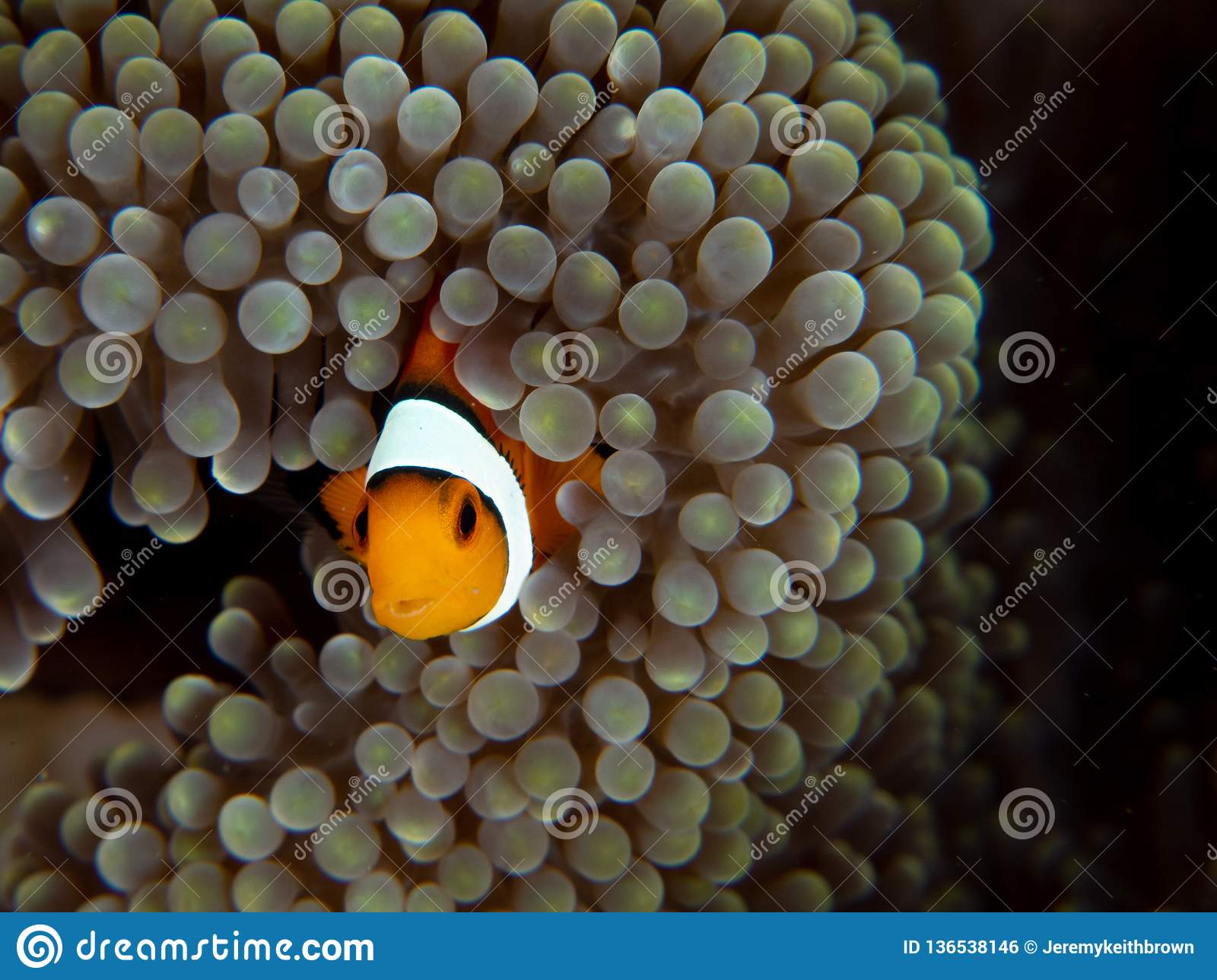 Detail Clown Fish Indonesia Nomer 29