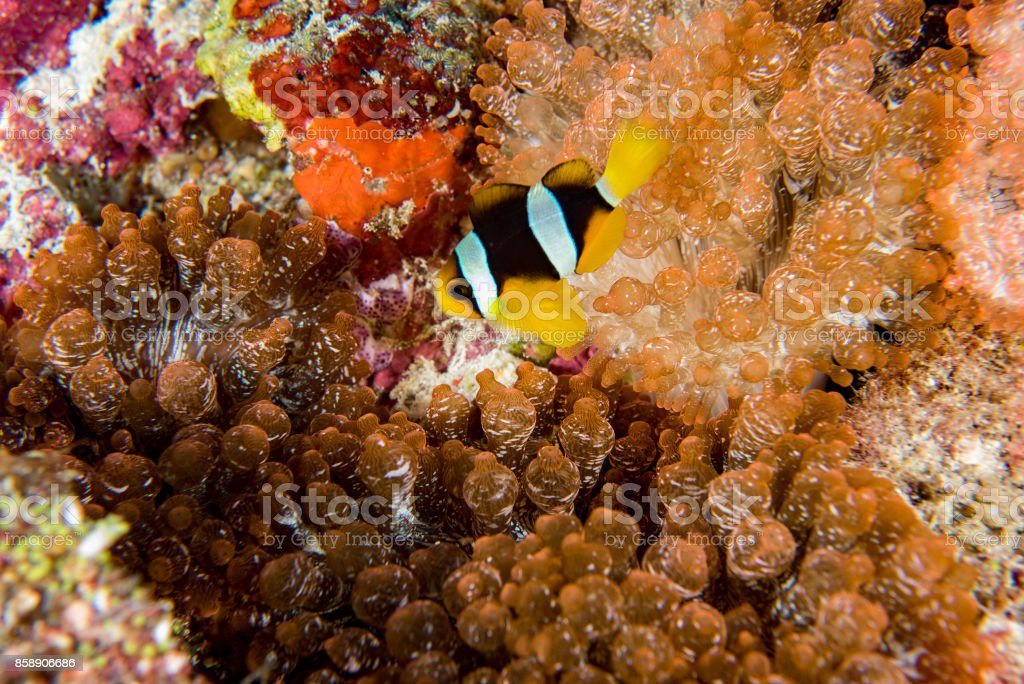 Detail Clown Fish Indonesia Nomer 41