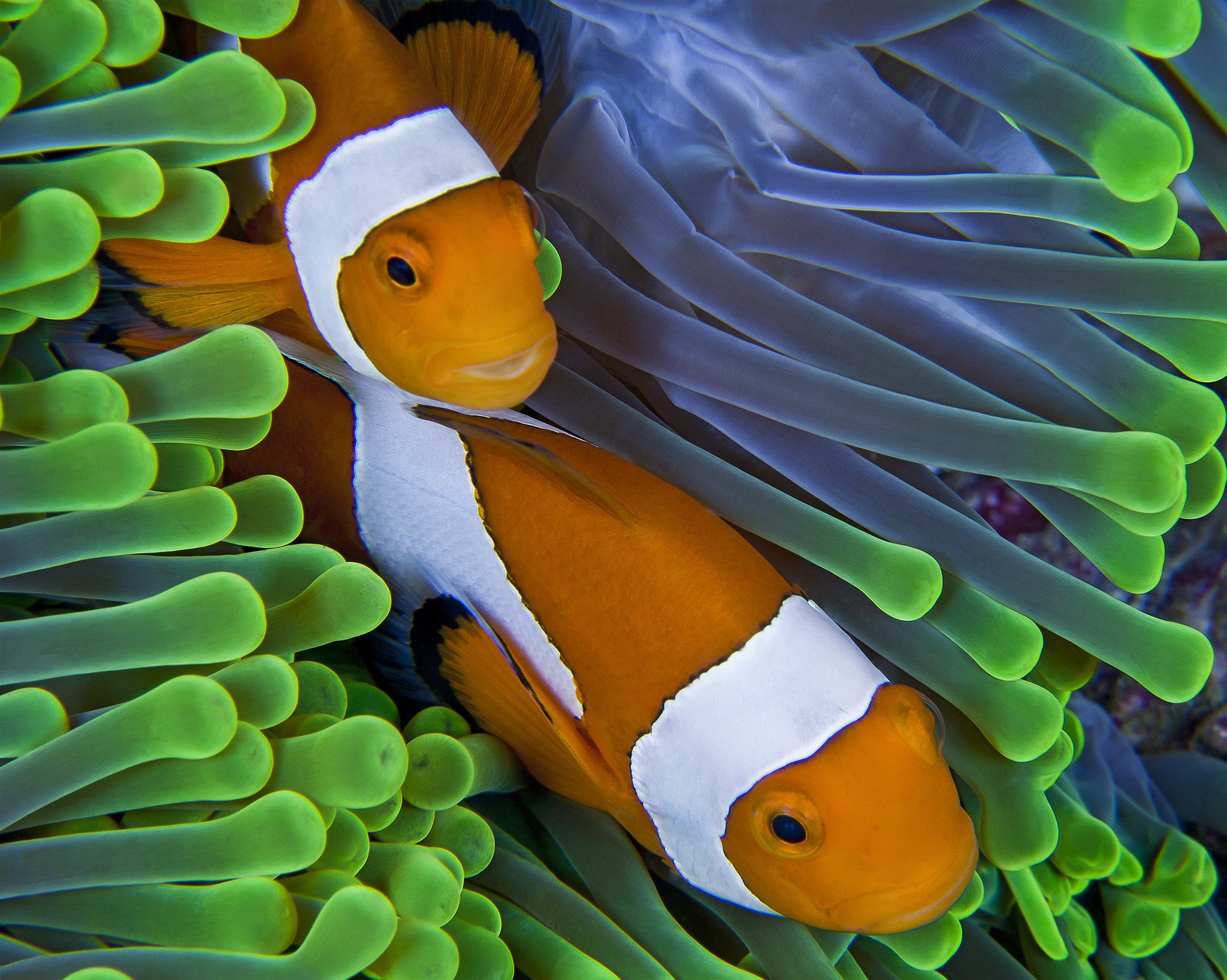 Detail Clown Fish Indonesia Nomer 44