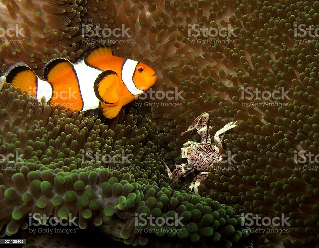 Detail Clown Fish Indonesia Nomer 54