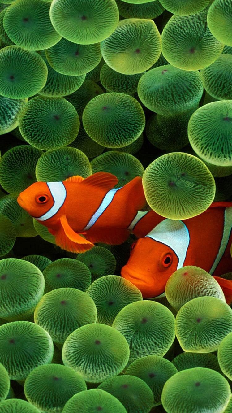 Detail Clown Fish Wallpaper Nomer 2