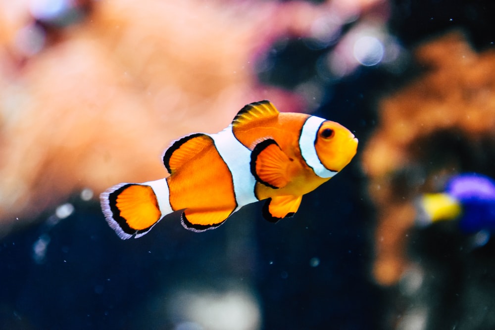 Detail Clown Fish Wallpaper Nomer 12