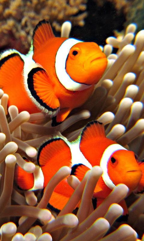 Detail Clown Fish Wallpaper Nomer 15