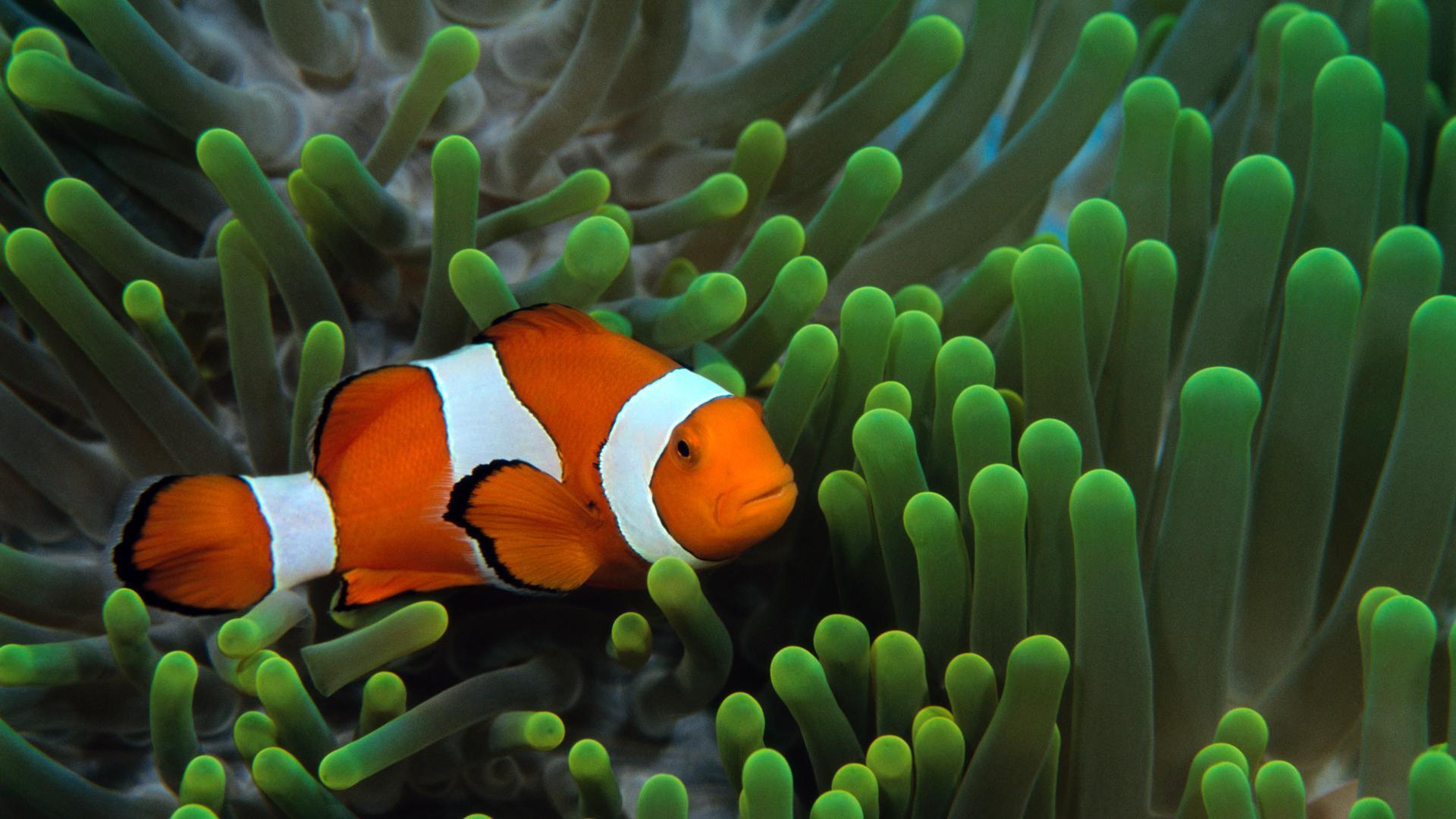 Detail Clown Fish Wallpaper Nomer 3