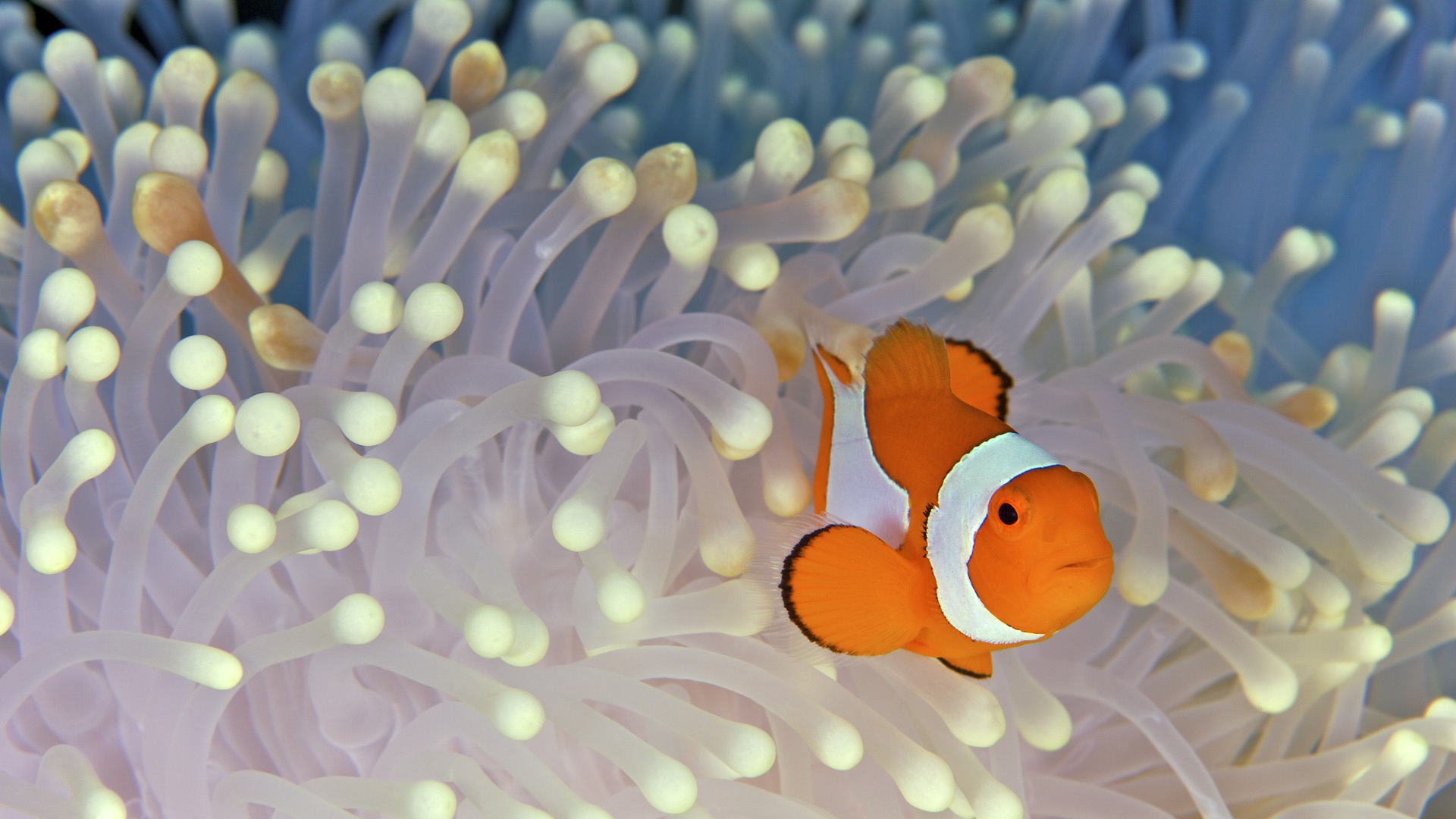 Detail Clown Fish Wallpaper Nomer 22