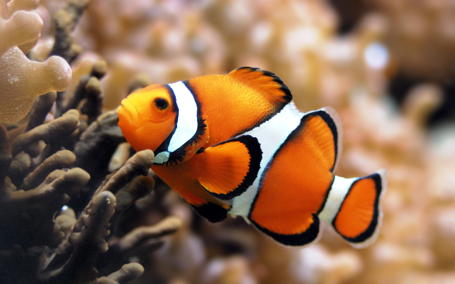 Detail Clown Fish Wallpaper Nomer 26