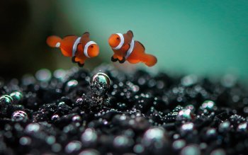 Detail Clown Fish Wallpaper Nomer 27