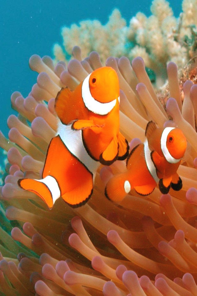 Detail Clown Fish Wallpaper Nomer 28