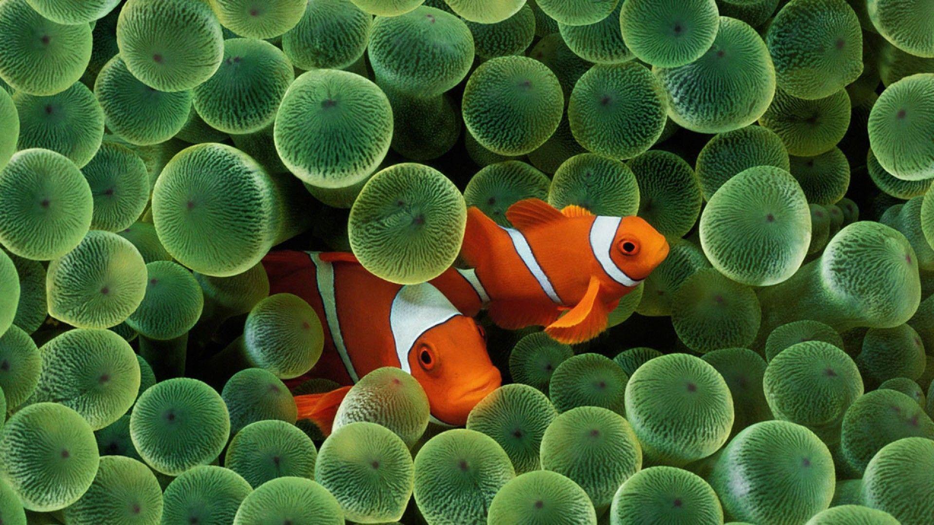 Detail Clown Fish Wallpaper Nomer 4