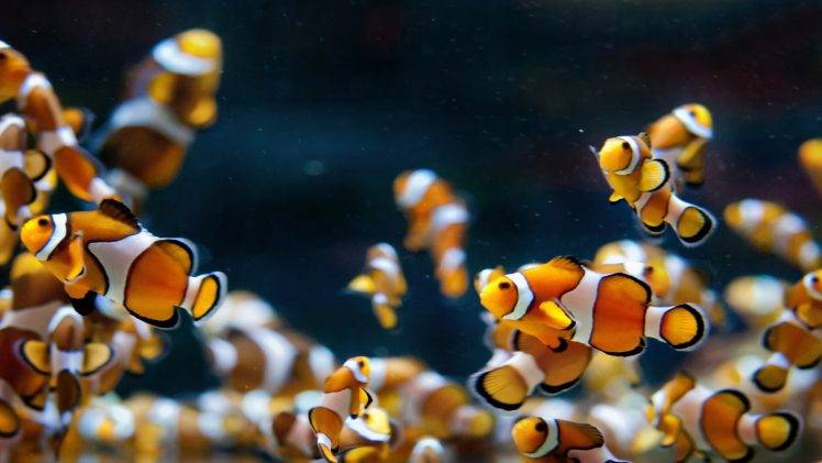 Detail Clown Fish Wallpaper Nomer 30